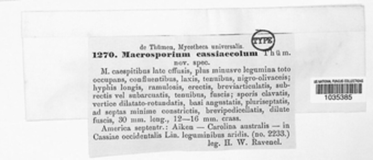 Macrosporium cassiaecola image